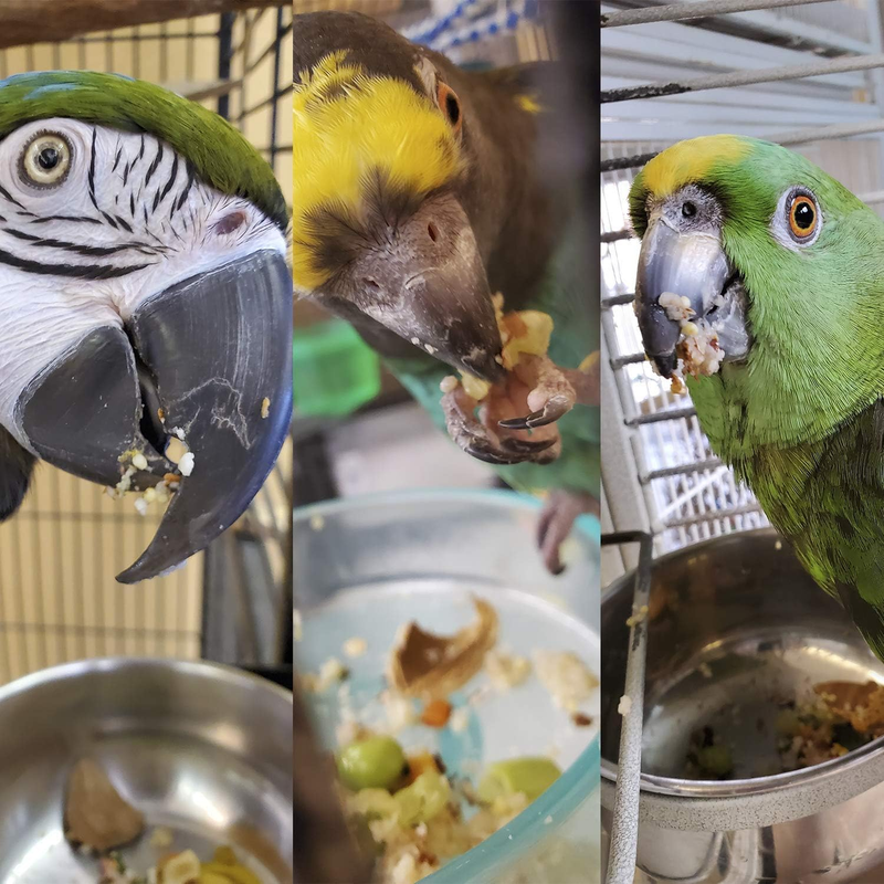 Bird Street Bistro Parrot Food  Parakeet Food Cockatiel Food Bird Food