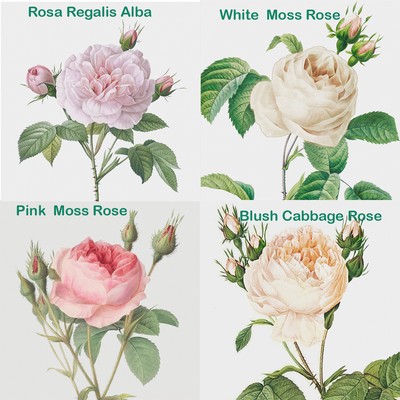 A Study of Rose Details by Redoute's 4 Counted Cross Stitch Charts Patterns