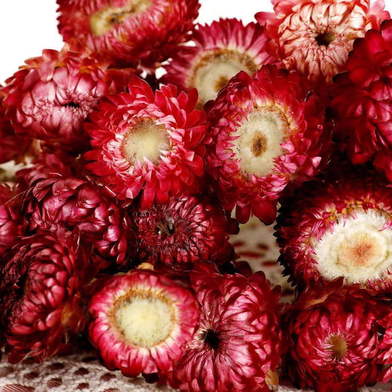 Dried Flower 40PCS Daisy Bouquet 100% Natural Chrysanthemum Dry Flower for Vase