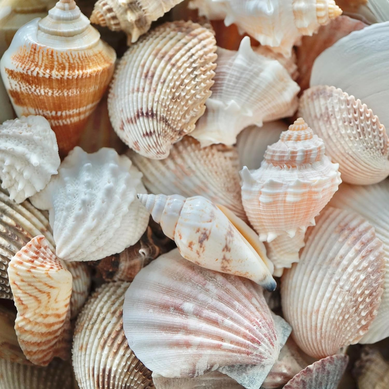 Sea Shells Mixed Beach Seashells, Various Sizes Natural Ocean Seashells for Beac