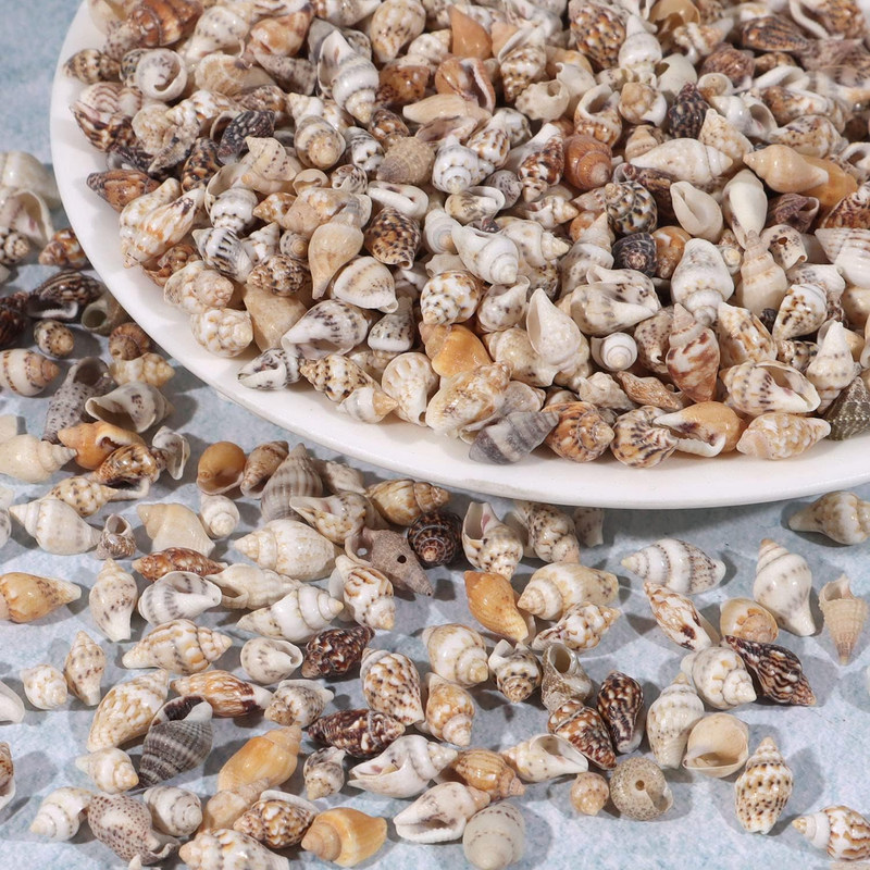 Tiny Sea Shells, Mixed 1000 PCS Ocean Small Beach Spiral Seashells Natural Seash