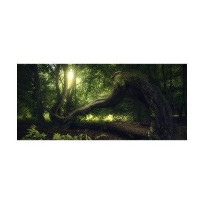 Source Point Games Supplies - Playmats Playmat - Senescent Tree New