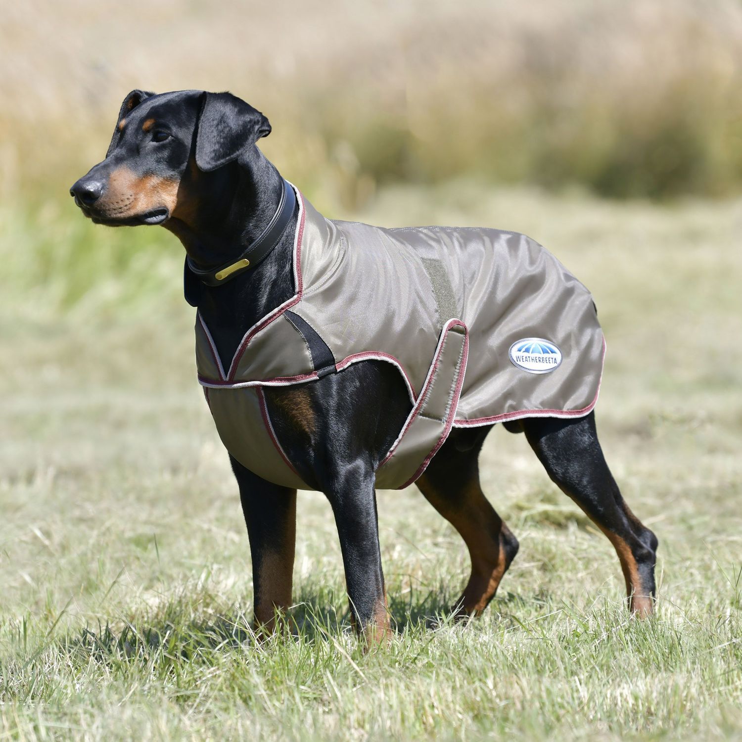 Weatherbeeta Comfitec Premier Free Parka Hundemantel – Wasserdicht, Gefüttert, Reflektierend, Für Kalte Tage
