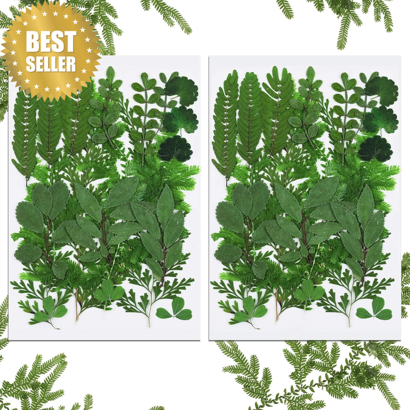 42 Pieces Dried Pressed Leaves: Assorted Real Dried Greenery for Pressed Leaf Ar