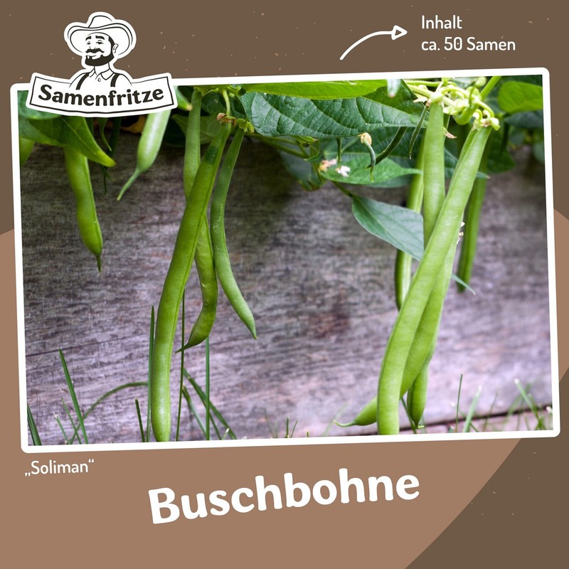 Buschbohne Soliman Ca. 50 Samen - FrüHreifend Und Ertragreich