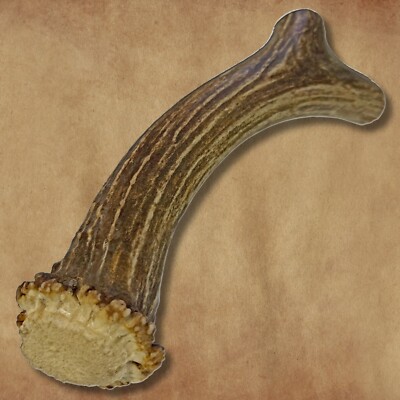 XL Extra Large | Deer Antler Dog Chew | Antlers for Large Dogs | Naturally Shed