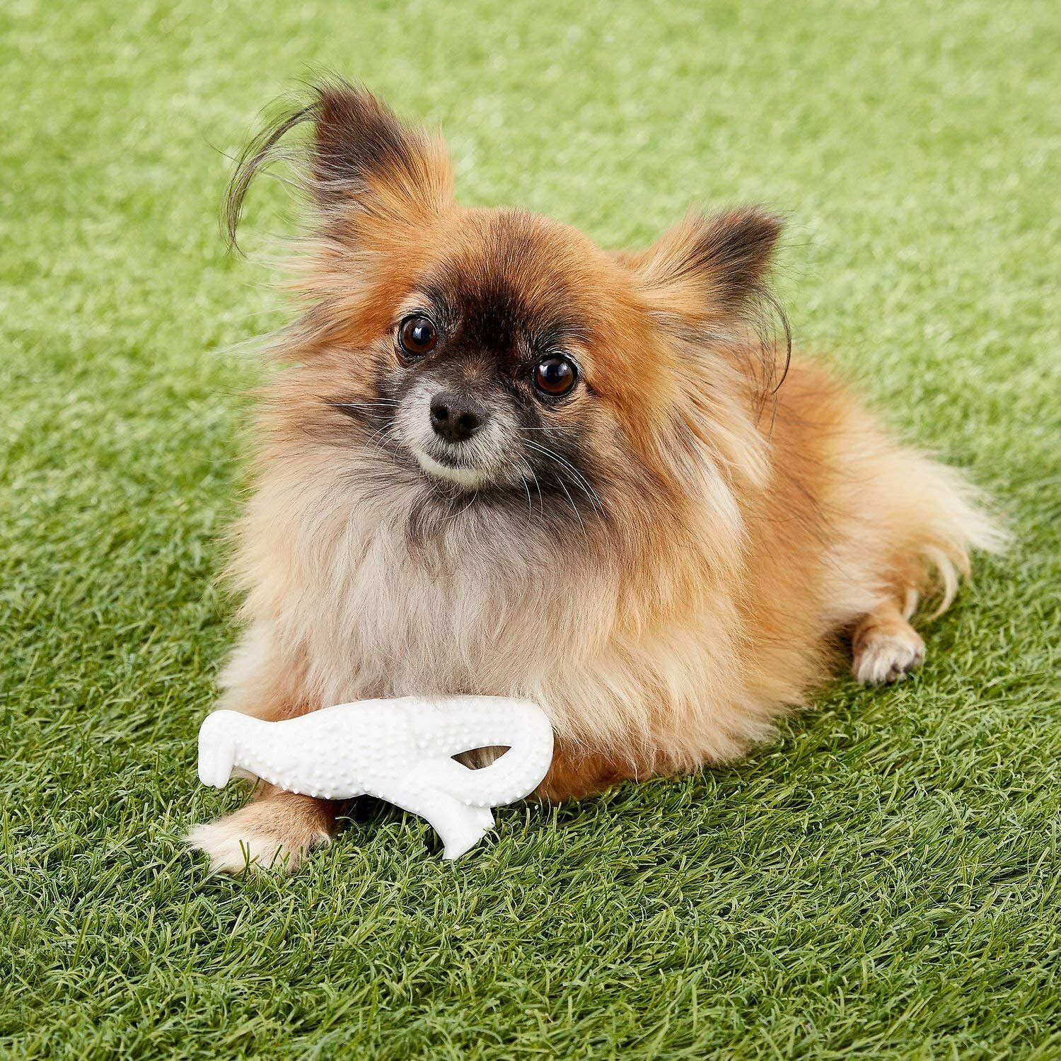 Nylabone Power Chew Dental Dinosaur Dog Toys Regular, for Dogs Up to 25 P 3 Pack