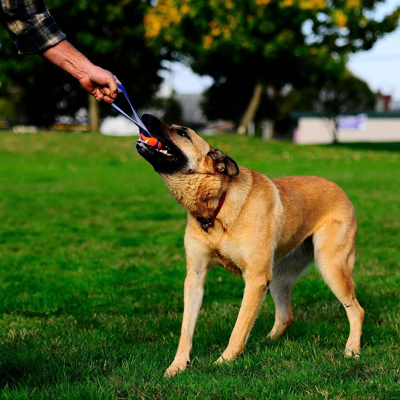 Chuckit! Ultra Tug Dog Toy, Medium Fetch and Dog Ball Tug To