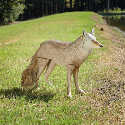 Lone Howler Goose-Repelling Coyote Decoy 25-1/2''H x 12''W x 36''L