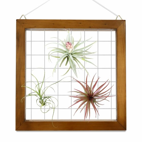 8 Air Plants Frame Hanging Holder Home Decorative Plants Hanger