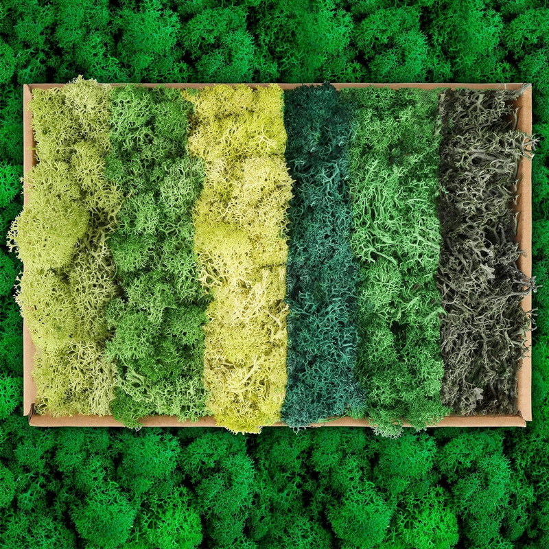 Moss - Moss for Plants in 6 Colours, 240g Preserved Moss, Real Durable Natural D