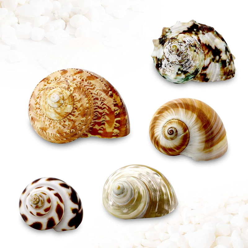 5 Pcs Natural Hermit Crab Shells Large, Sea Turbo Shells, Hermit