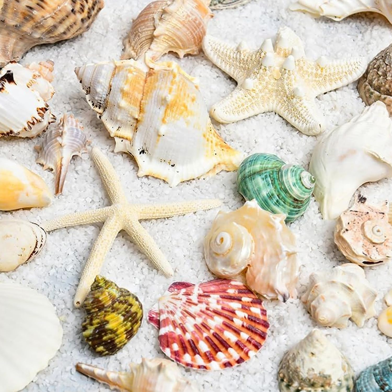 500G Shell Conch Ocean Decor Fish Tank Decor Natural Shells Crafts Aquarium Conc