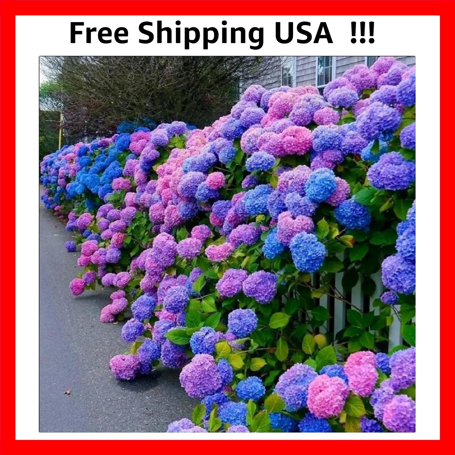 30pcs Blue Pink Purple Hydrangea Seeds - Stunning and