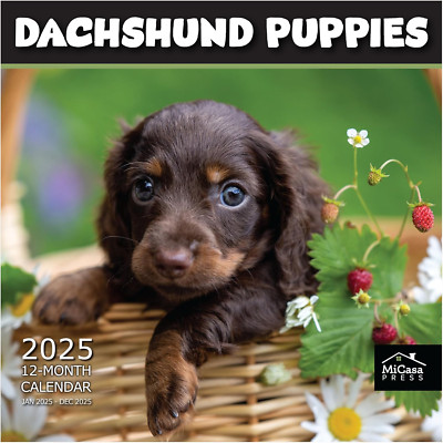 MICASA Dachshund Puppies 2025 Wall Calendar 12 Month | 12'' X 24'' Open | Thick & 