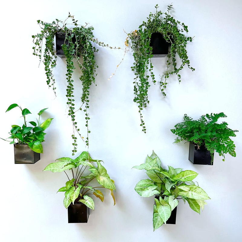 Lalagreen Wall Planter - 6 Pack, 4 Inch Square Metal Wall Planter for Indoor Pla
