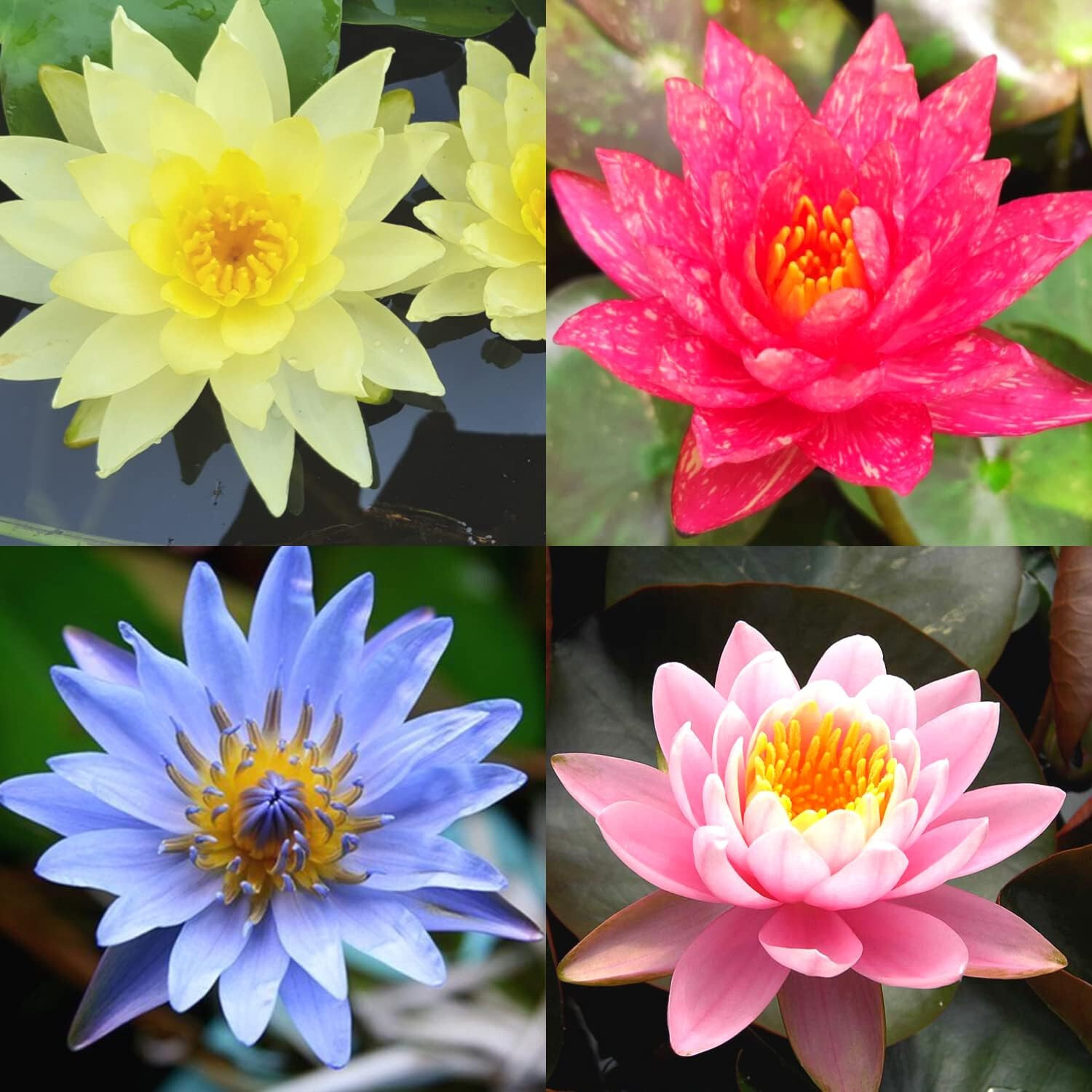 ★ごりぴか Herlipto Water Lily Garden $_57.JPG?set_id=880000500F