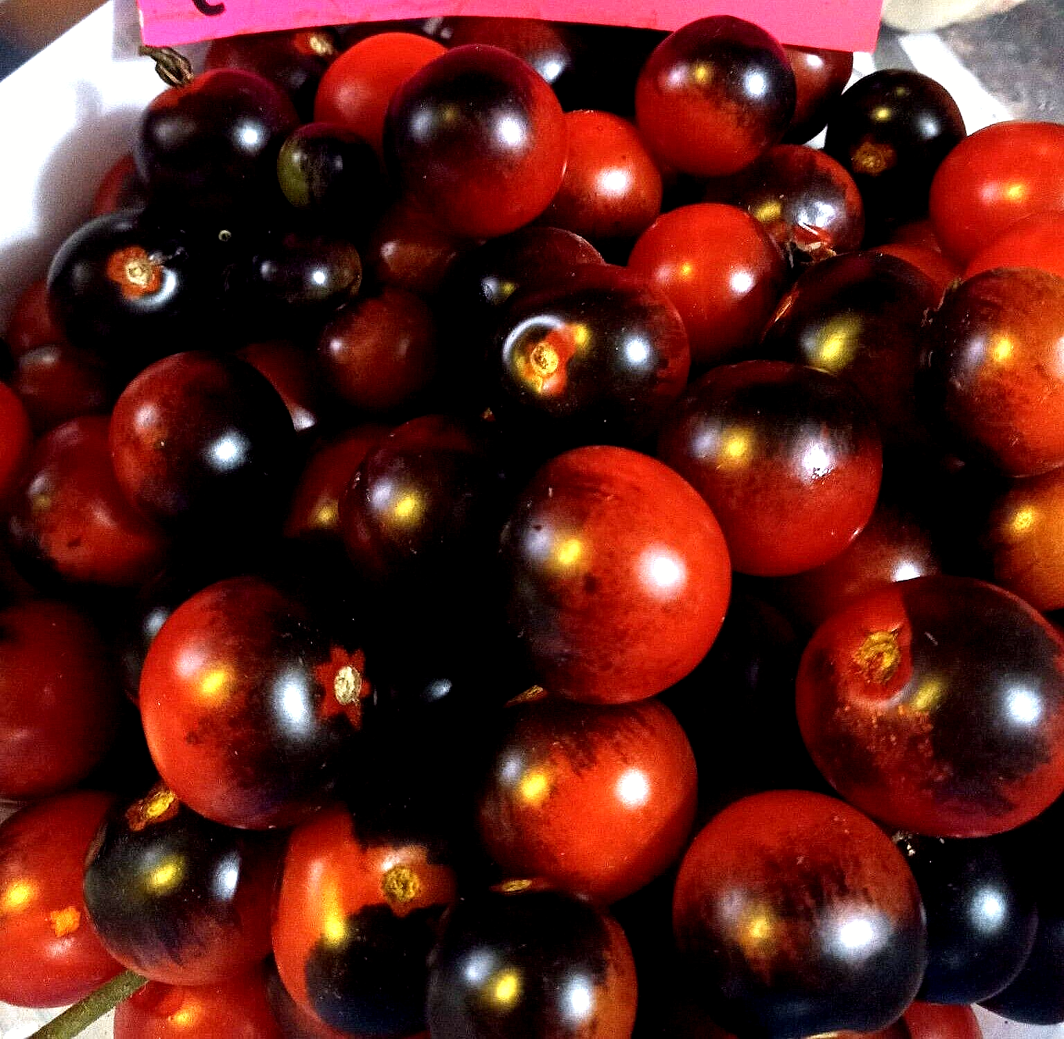 【未開封】Shirakami FINE!! TOMATO GUMMY Stream ✠ Shirakami Fubuki ✠ | Listen to TOMATO GUMMY