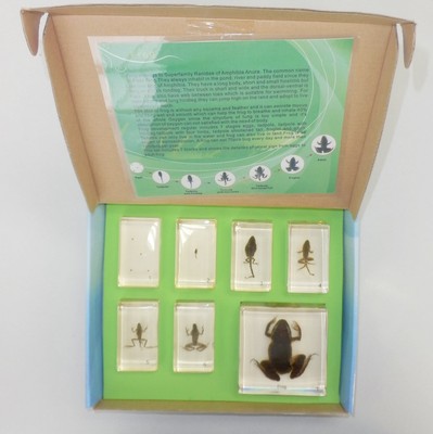 Frog Life Cycle Set East Asian Bullfrog 8 Stages Animal Specimen Learning Aid