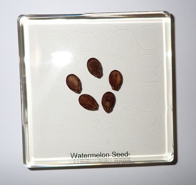 Watermelon Seed 75 mm Amber Clear Square Lucite Slide Education Specimen SS75A