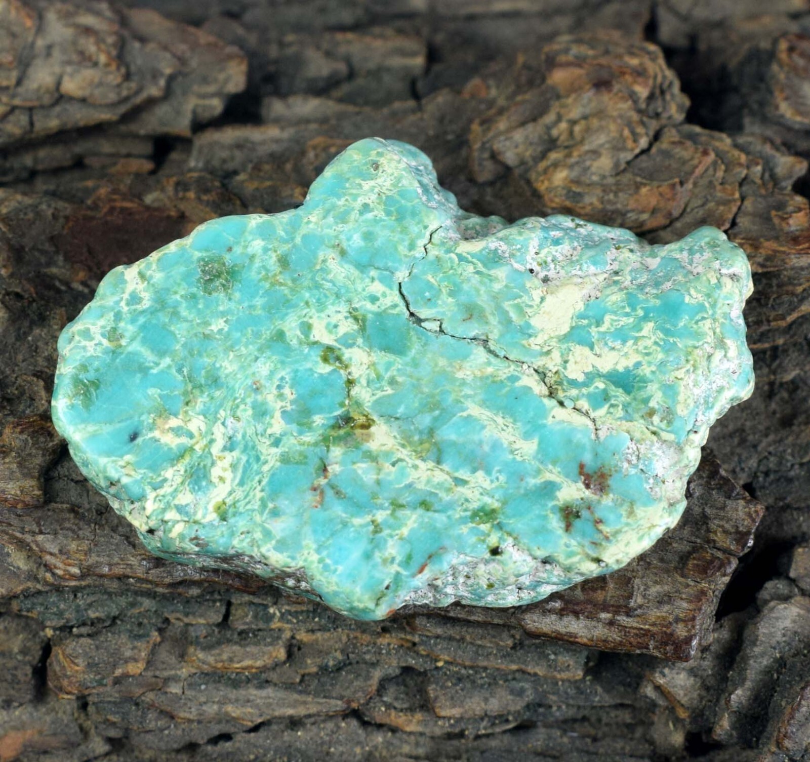 #『Southern blue 』　カノコダカラ貝 Southern blue 』 カノコダカラ貝 Southern blue