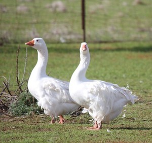 sebastopol geese smooth karoonda