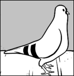 happy_pigeon