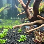 BUY 2 GET 1 FREE Staurogyne S Repens Portion Live Aquarium Plants