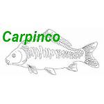 carpinco