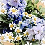 daisy-128