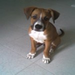 fakierre