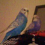 dochol_123