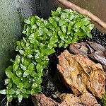 BUY 2 GET 1 FREE Staurogyne S Repens Portion Live Aquarium Plants