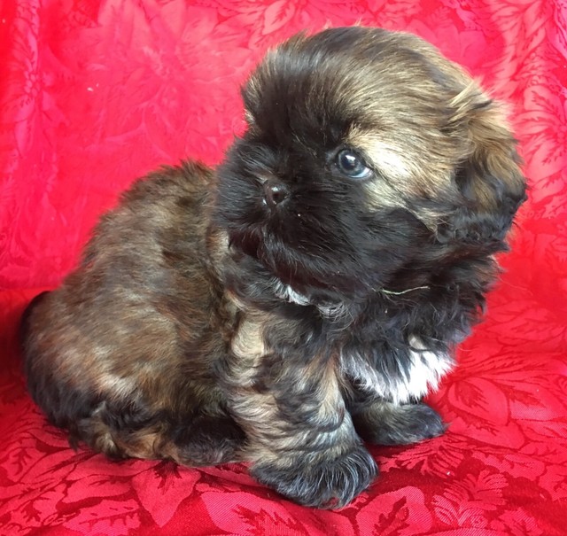Purebred Male Shih Tzu Puppy Gumtree Australia Kingborough Area