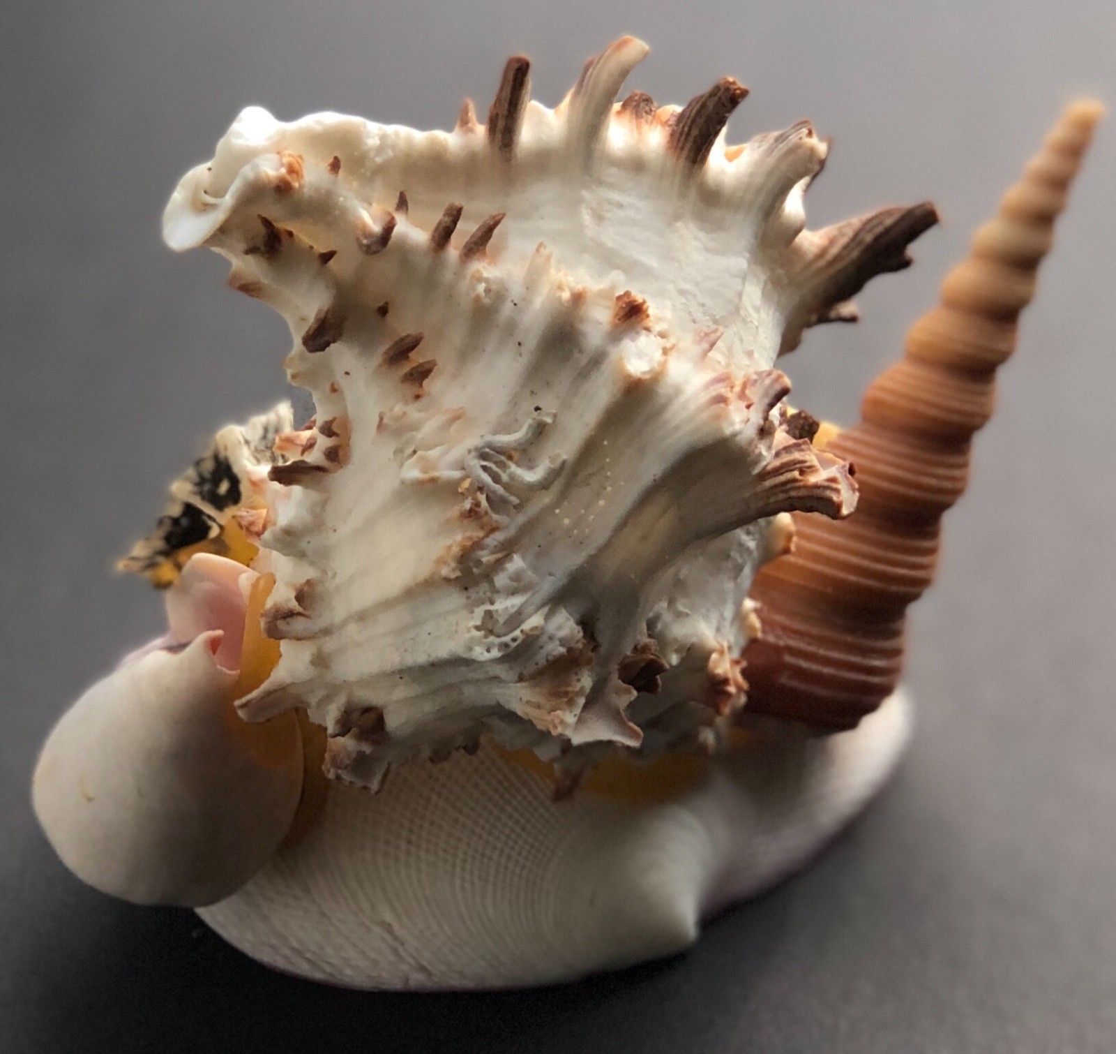 Vintage Seashell Souvenir Stacked Seashells Mississippi Gulf Coast Hand Made