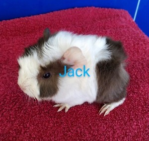 1 Male baby Abyssinian guinea pigs | Other Pets | Gumtree  