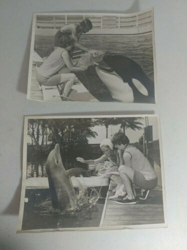 Vintage Cat Meeting Dolphin and Whale Black and White Picture Photo Lot of 2