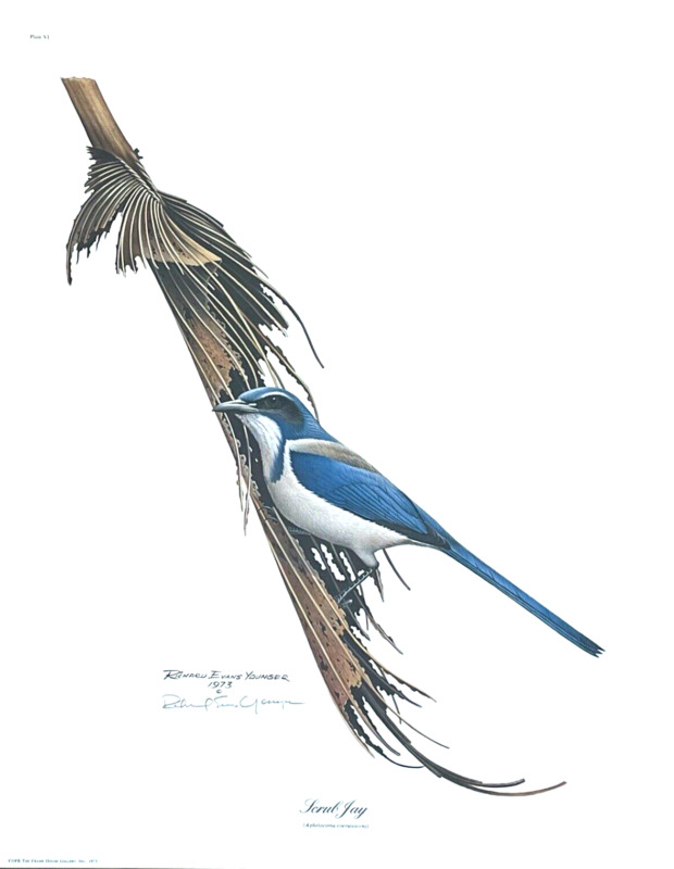 Younger Scrub Jay Blue Bird Limited Edition Art Print Signed 20"x16" Unframed