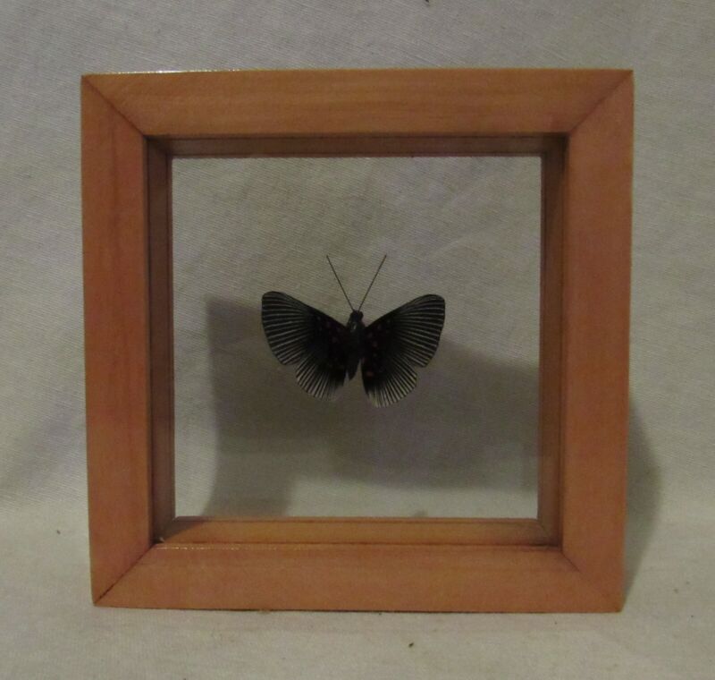 Framed display with a beautiful Lyropterix Apollonia Amazonian butterfly!