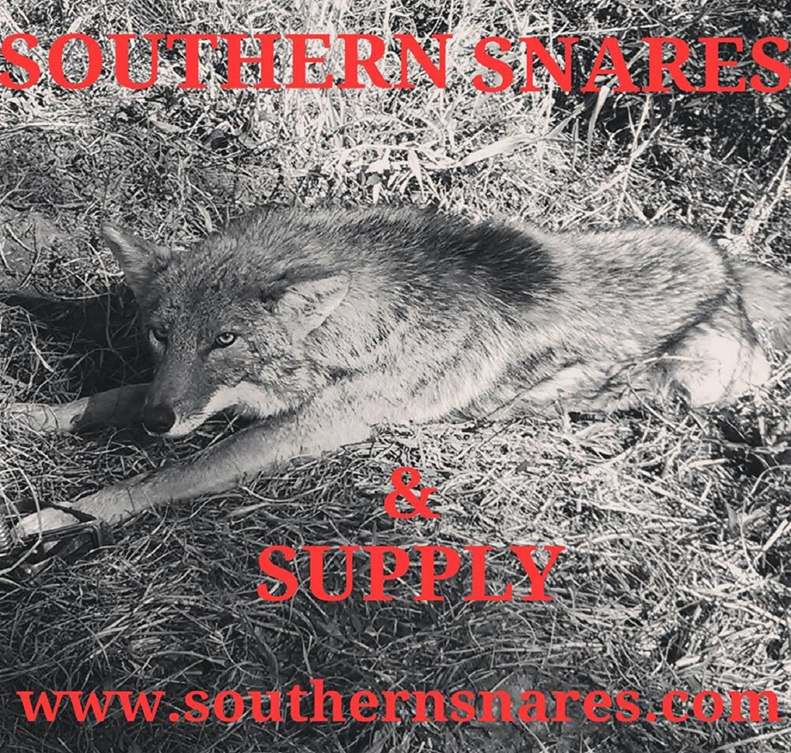 JUST MICE 8  OZ COYOTE BAIT BOBCAT FOX TRAPPING PREDATOR BAIT SIMPLY MICE