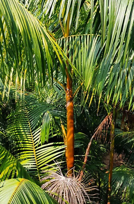 Euterpe edulis Orange Crownshaft Acai Palm Tree eBay