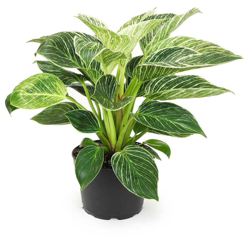 artificial outdoor snake plant Online Artificial Snake Plants Indoor Sansevieria Trifasciata Floor Foliage  Plant in Planter – AMG main image 1