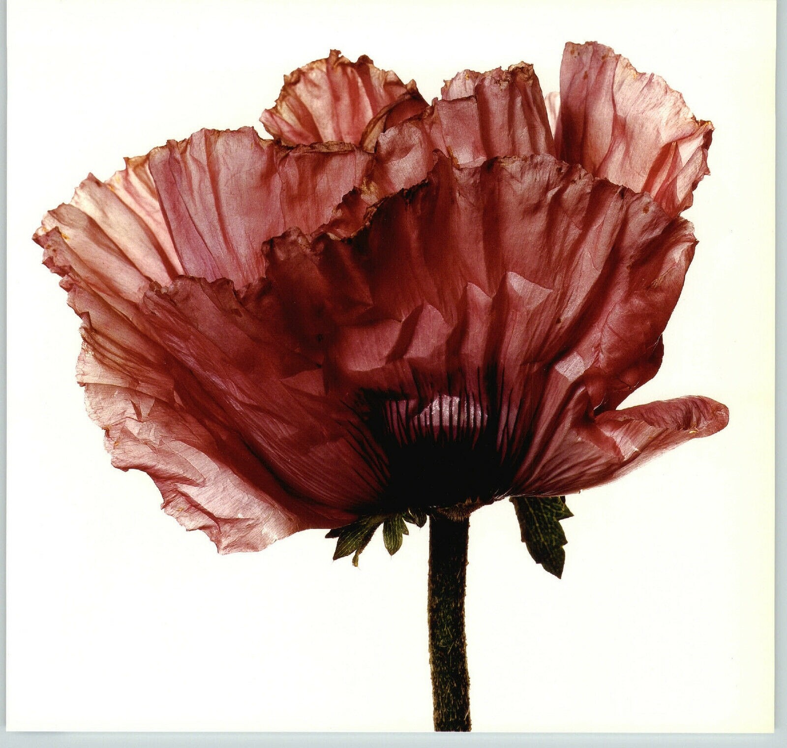 Irving Penn　Flowers Irving Penn, Flowers (9) – Leica Store San Francisco