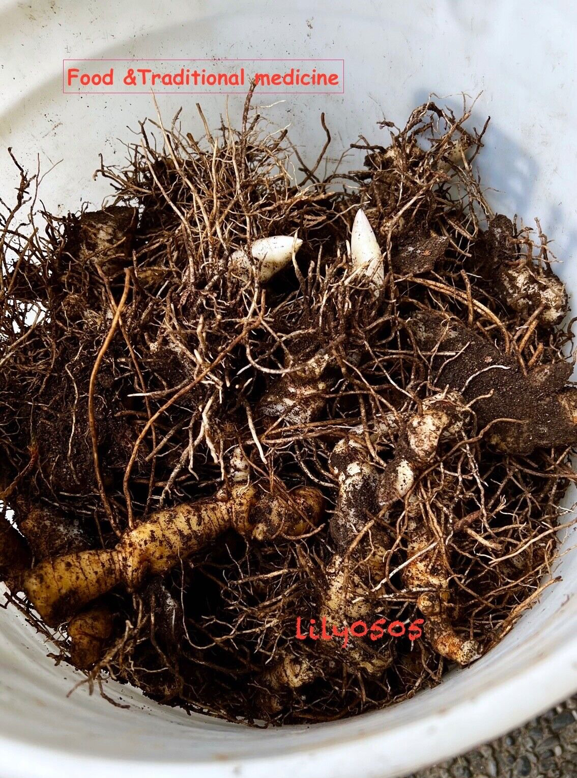 5 True Solomon's Seal Polygonatum Medicinal Woodland Wildflower Plants 玉竹