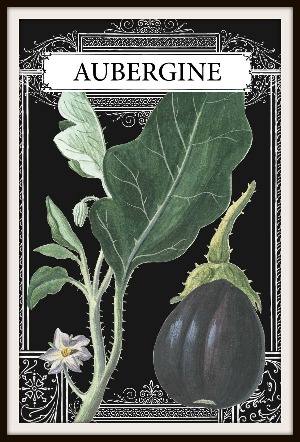 Eggplant Drawing, Eggplant French, French Eggplant, Aubergine 4 x 6