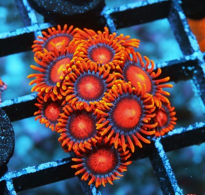 Bam Bam Zoa Zoanthids Palythoa Zoa Soft ...