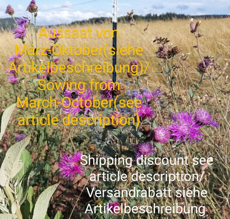Phrygische Flockenblume, Centaurea Phrygia,Wig Knapweed,Hummeln,100 Seeds, Samen