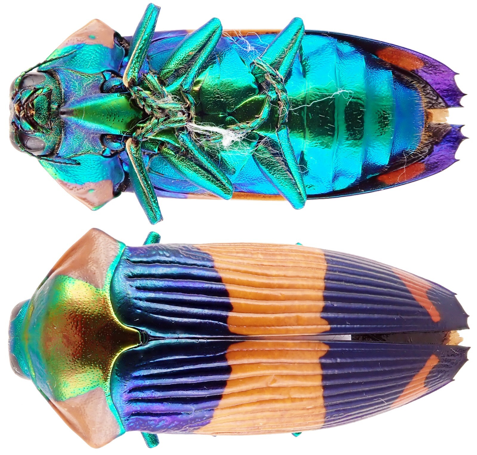標本 West papua Calodema suhandae 44mm West papua Calodema suhandae 44mm - メルカリ