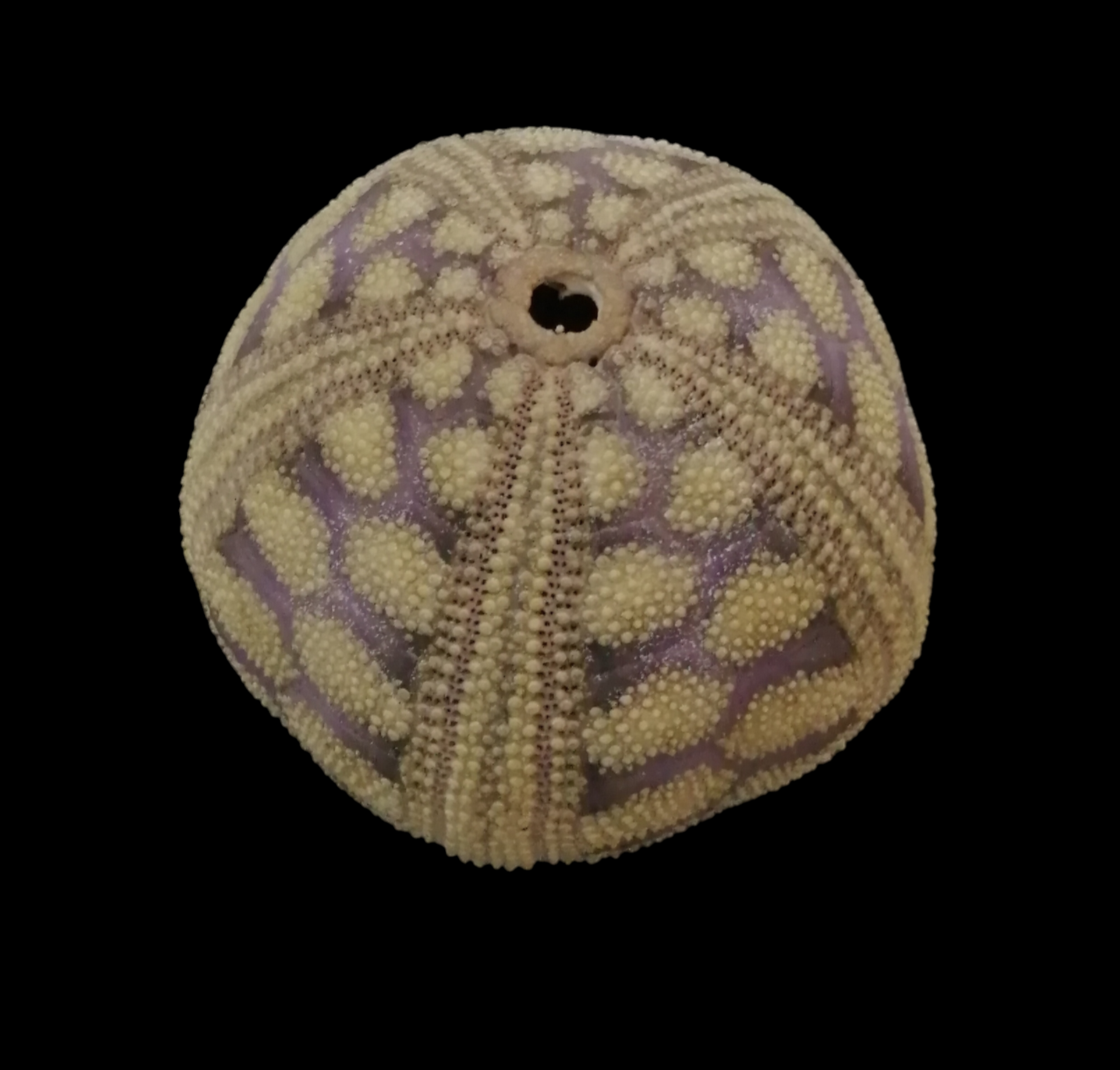 Microcyphus rousseaui　ウニ　殻　大 ECHINOIDEA: Sea Urchin MICROCYPHUS ROUSSEAUI Oman 43,2 mm | eBay