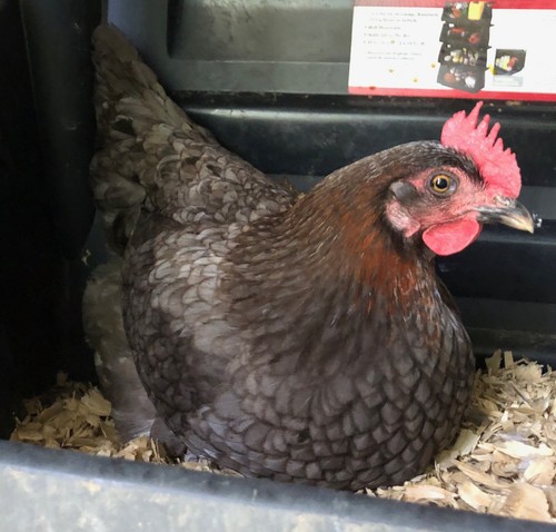 24 Rainbow Barnyard Mix Hatching Eggs